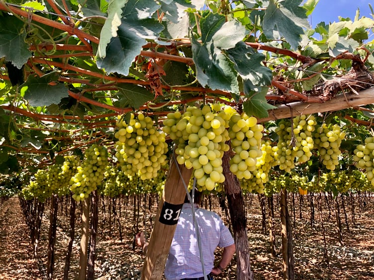 In the Fields Here’s Why Grape Season is Bunches of Fun!